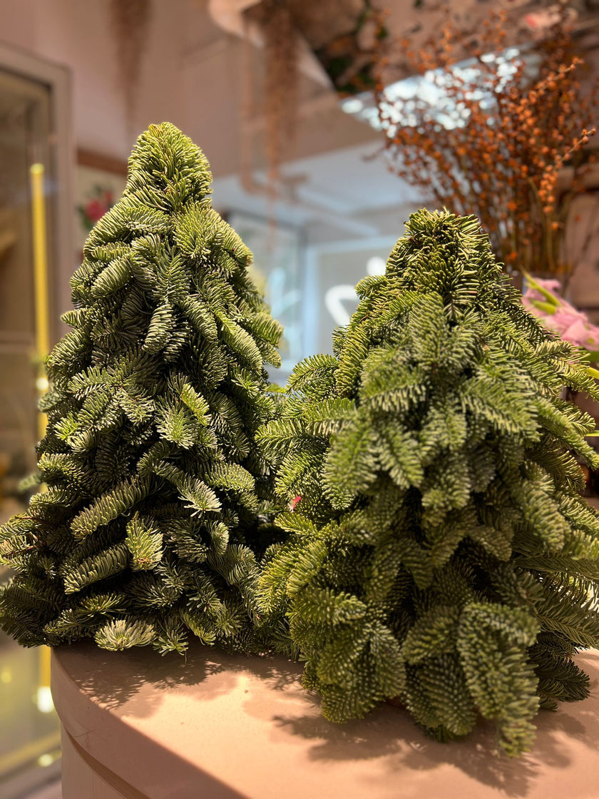 Belgian Noble Pine Christmas Tree 50cm