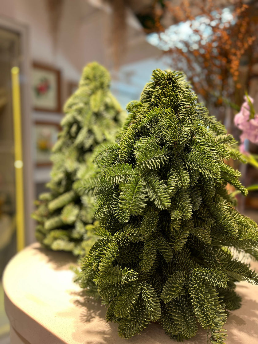 Belgian Noble Pine Christmas Tree 50cm
