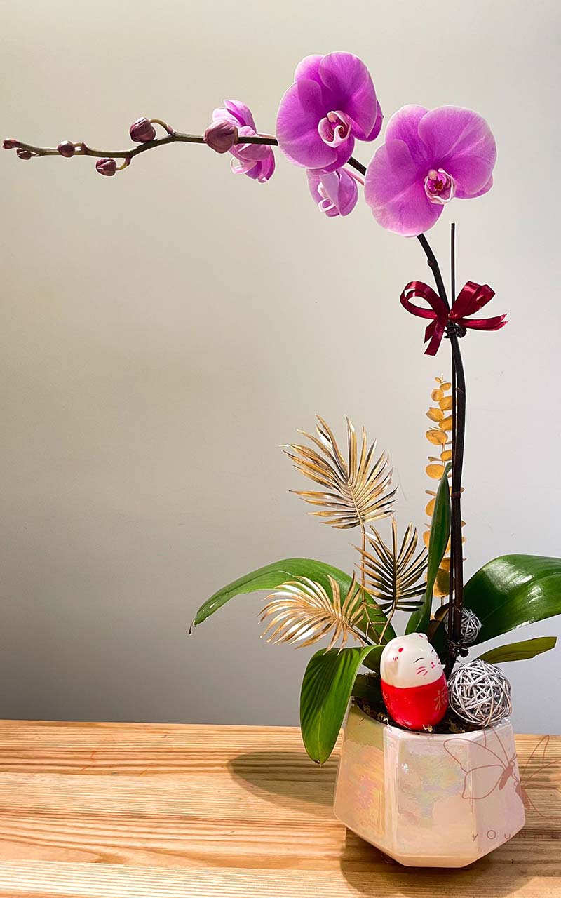 Zen. Nian] Orchid bonsai-YNM-PH-03 – You N Me Floral Co., Ltd