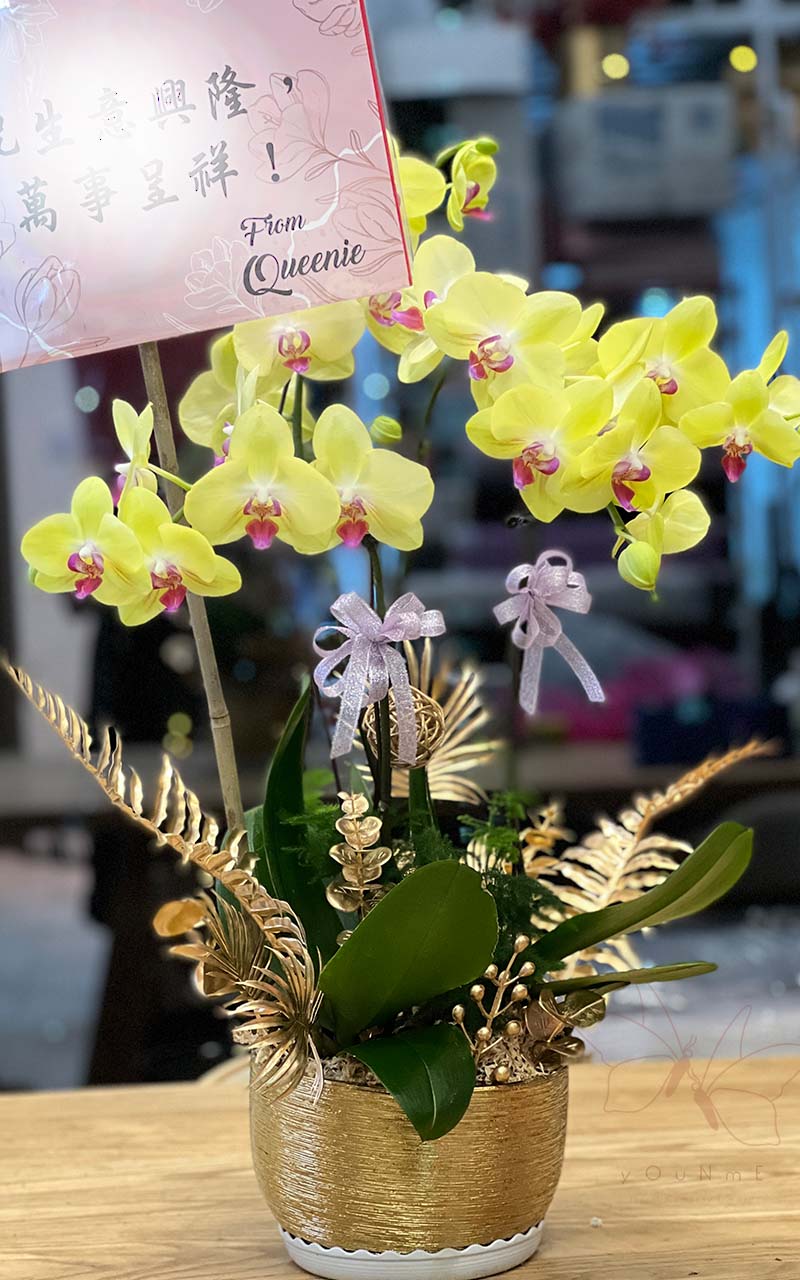 bonsai born born. Cai] Orchid bonsai design-YNM-PH-02 – You N Me Floral Co., Ltd