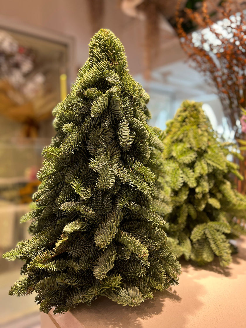 Belgian Noble Pine Christmas Tree 60cm