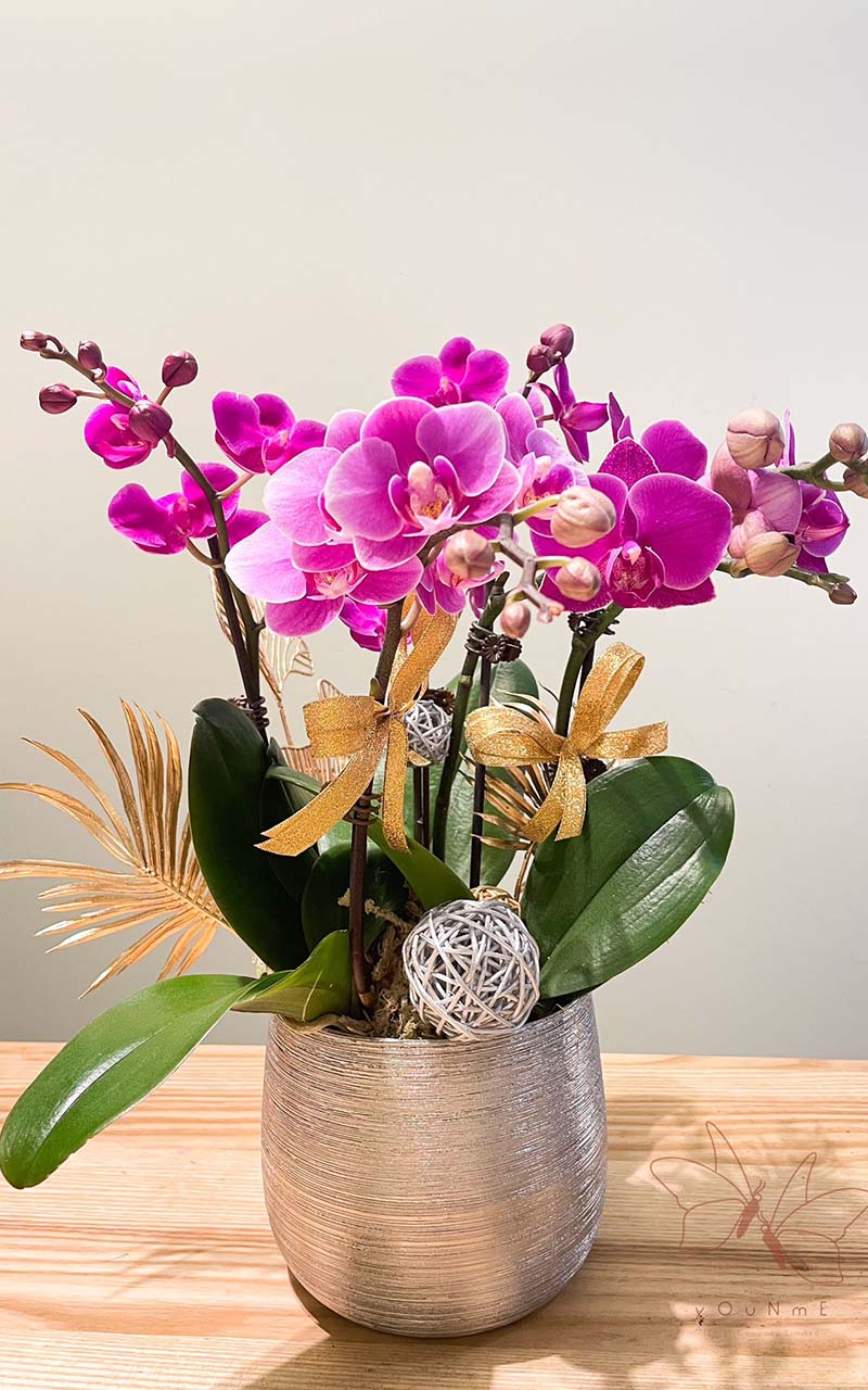 [Elegance] Orchid Bonsai (YNM-O-923-Pink 2)